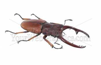 photo - beetle-6-jpg